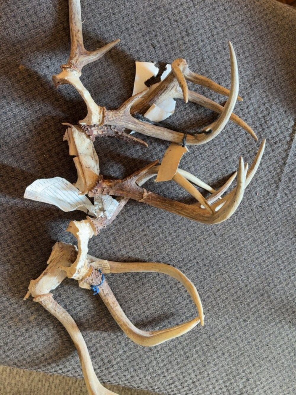 3 Sets of Deer Antlers